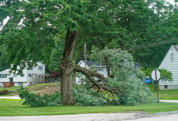 Trusted Niagara Falls, NY Tree Services Experts