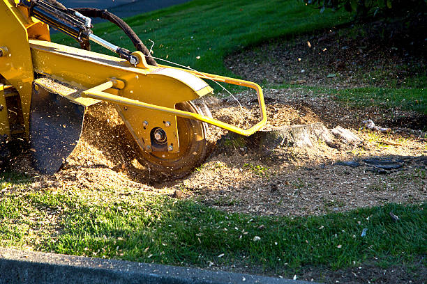 Grass Overseeding in Niagara Falls, NY